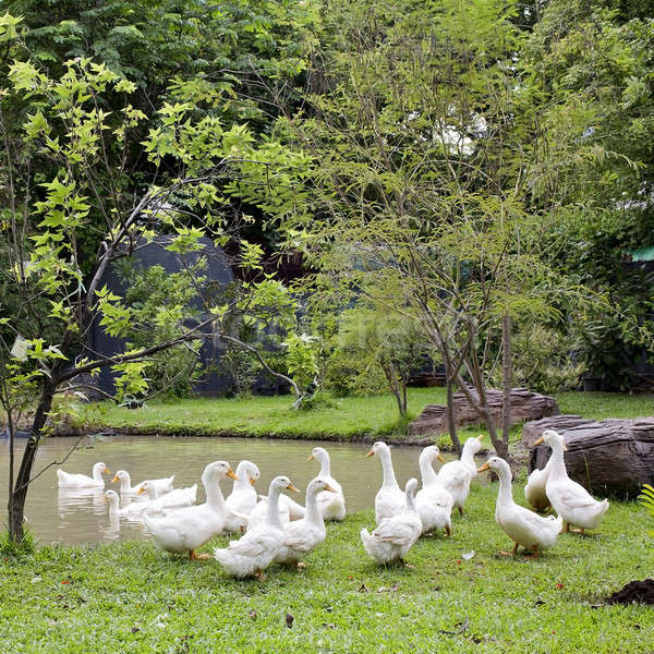 A flock of ducks and geese in a park Stock photo © art9858