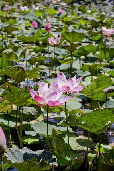 Blossom pink water lotus. Pink water Lily. Stock photo © art9858