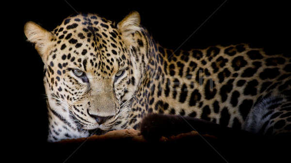 Foto stock: Leopardo · retrato · preto · olho