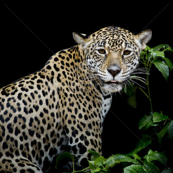 ジャガー 肖像 眼 顔 猫 背景 ストックフォト © art9858