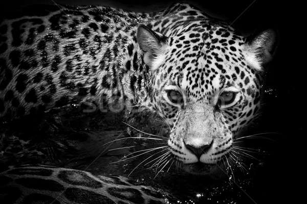 Jaguar retrato ojo naturaleza fondo tigre Foto stock © art9858