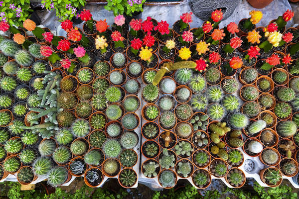Cactus desert plant. Stock photo © art9858