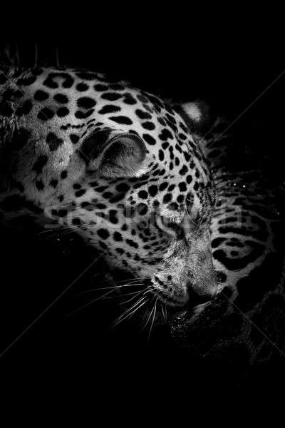 Jaguar Porträt Auge Natur Hintergrund Tiger Stock foto © art9858