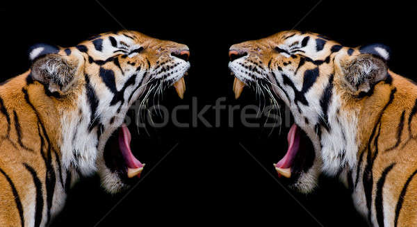Tygrys oka kot tle portret czarny Zdjęcia stock © art9858