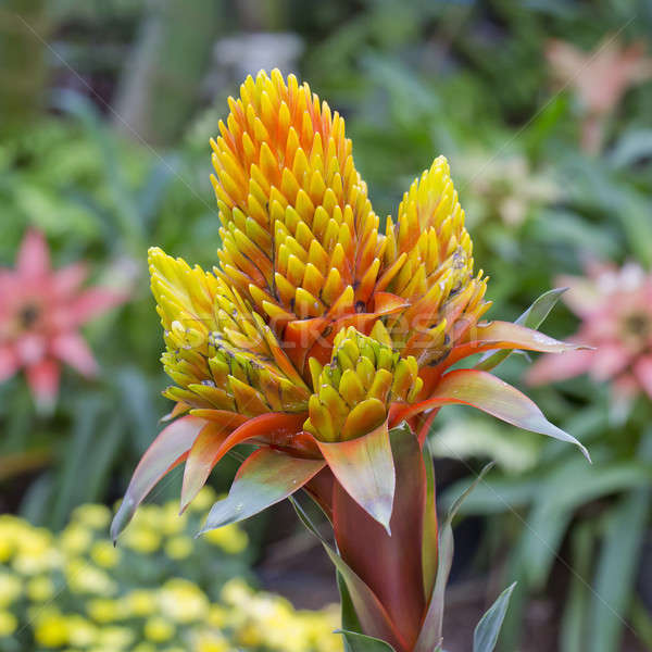 orange Bromeliads Stock photo © art9858