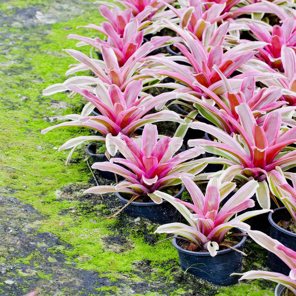 Pink Bromeliads Stock photo © art9858