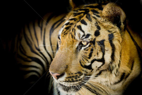 Close up tiger Stock photo © art9858