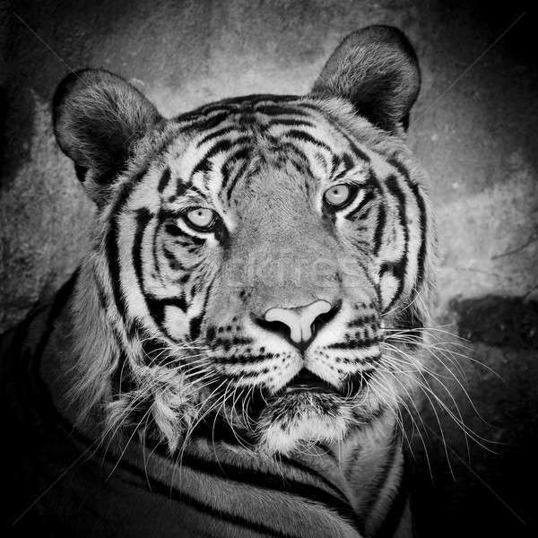 close up of a tiger's face with bare teeth of Bengal Tiger Stock photo © art9858
