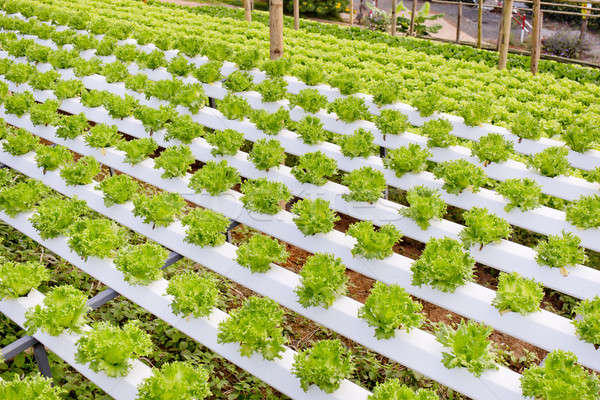 Organic hydroponic vegetable cultivation farm. Stock photo © art9858
