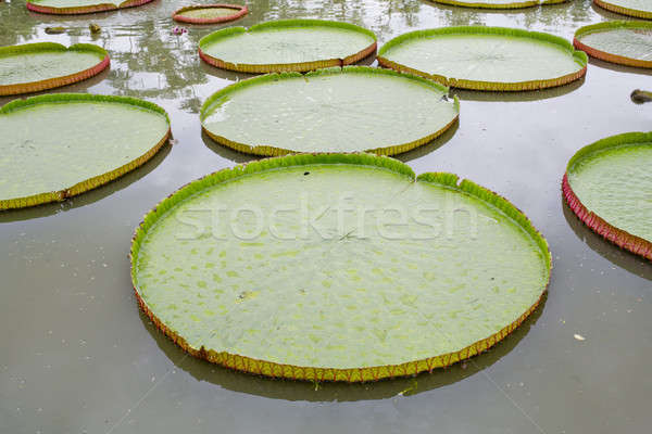 Victoria Regia - the largest water lily in the world Stock photo © art9858