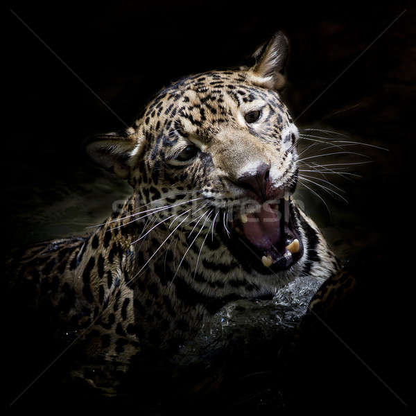 捷豹 肖像 眼 面對 貓 背景 商業照片 © art9858