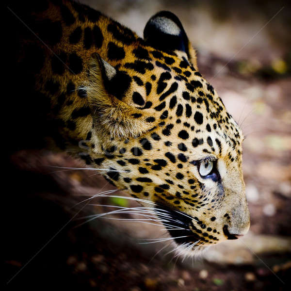 Close up portrait of leopard with intense eyes Stock photo © art9858