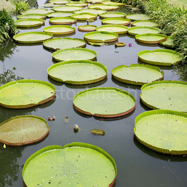 Victoria Regia - the largest water lily in the world Stock photo © art9858