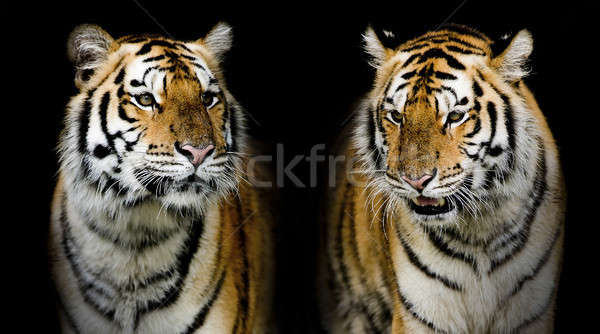 Twin tigerr. (And you could find more animals in my portfolio.) Stock photo © art9858