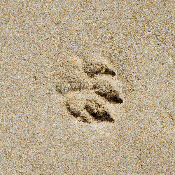 sand pattern of a beach Stock photo © art9858