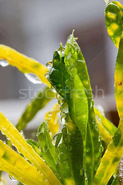 Herbe jardin pluie résumé fond vert [[stock_photo]] © art9858