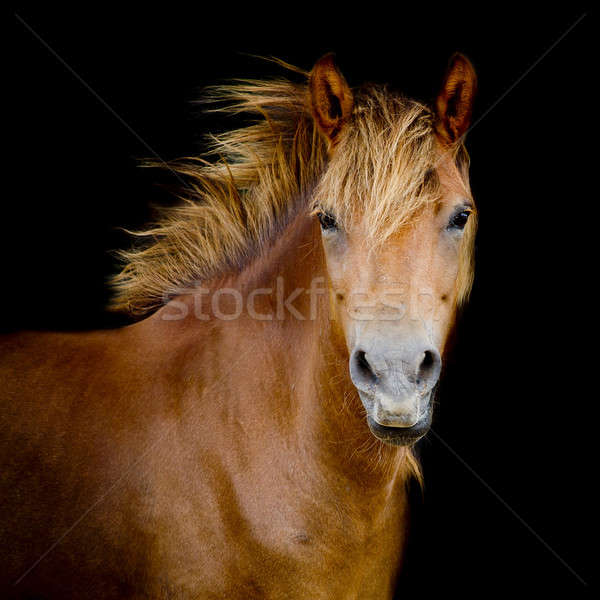 Back shot of a horse Stock photo © art9858