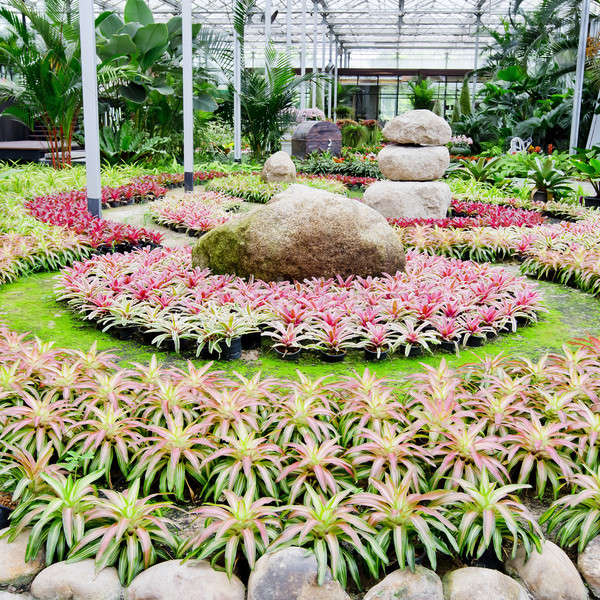 Beautiful colorful foliage on bromeliad plant - bromeliad garden Stock photo © art9858