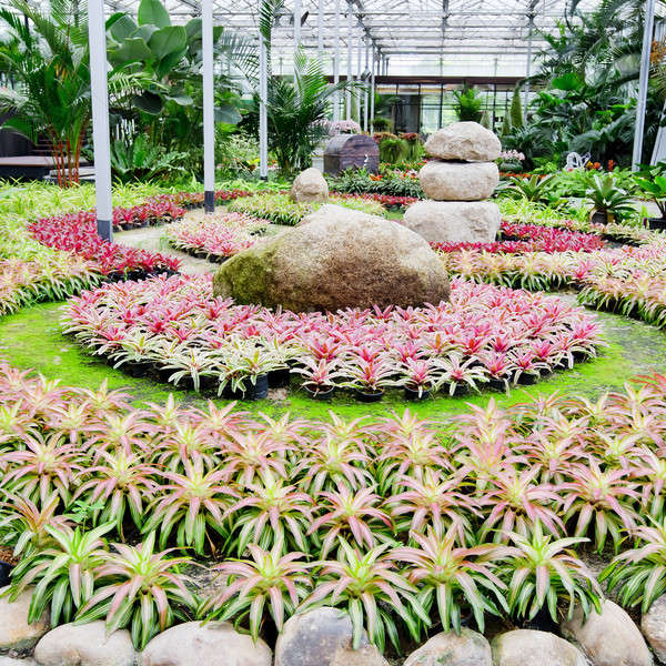 Foto d'archivio: Bella · colorato · fogliame · impianto · giardino · acqua