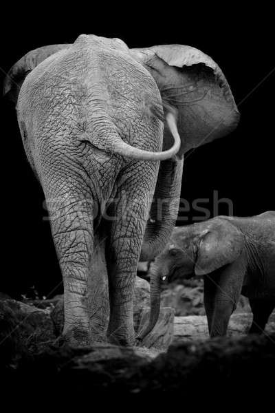 Two elephants form back side Stock photo © art9858