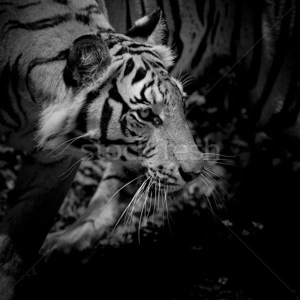 Black & White Beautiful tiger - isolated on black background Stock photo © art9858