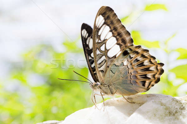 Close-up view of a beautiful butterfly Stock photo © art9858