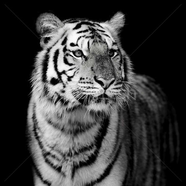 Tigre cara beleza verde cabeça animal Foto stock © art9858