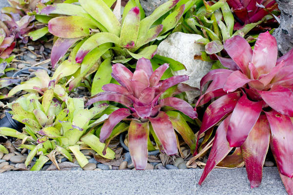Neoregelia Bromeliad plant in garden. Stock photo © art9858