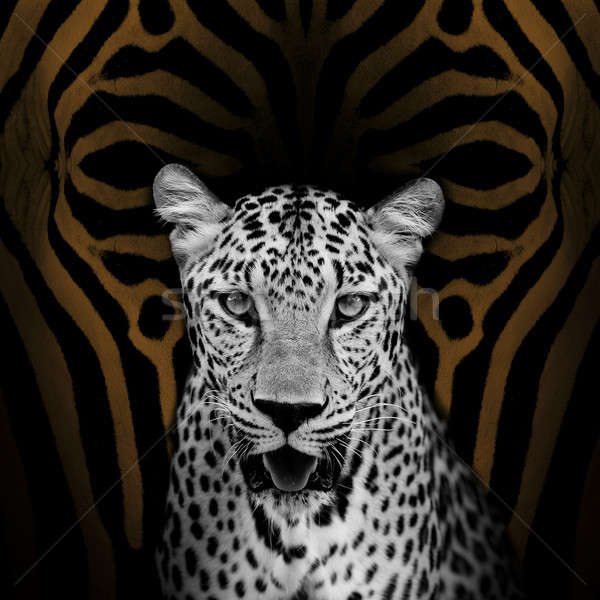 Leopardo retrato textura resumen naturaleza negro Foto stock © art9858