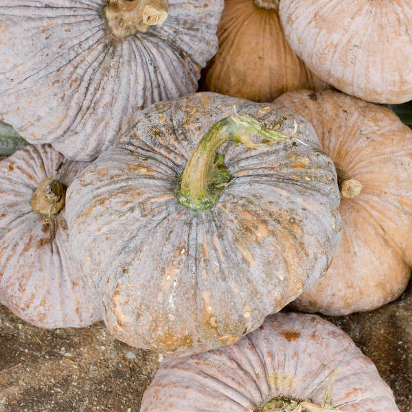 Pumpkin Stalks Stock photo © art9858