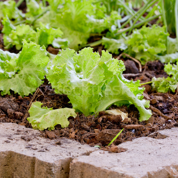 Lettuce planting n the Pesticide residue free garden Stock photo © art9858