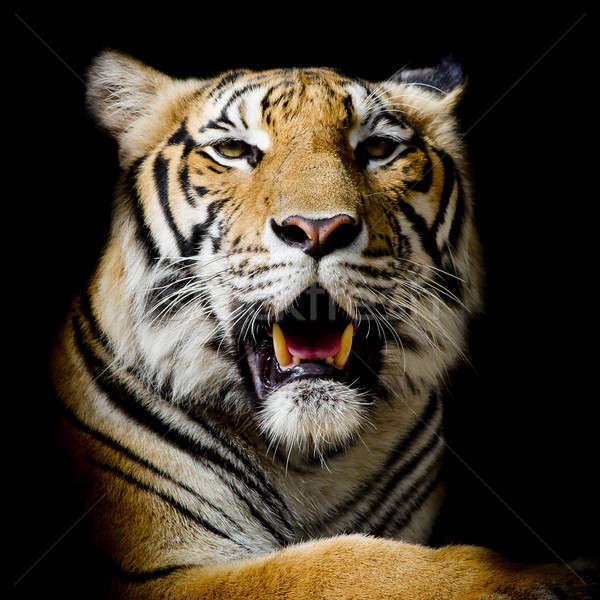 Tiger, portrait of a bengal tiger. Stock photo © art9858