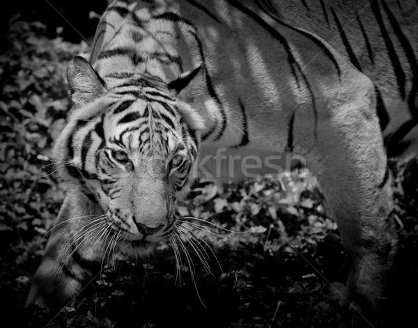 Bianco nero tigre guardando preda pronto Foto d'archivio © art9858