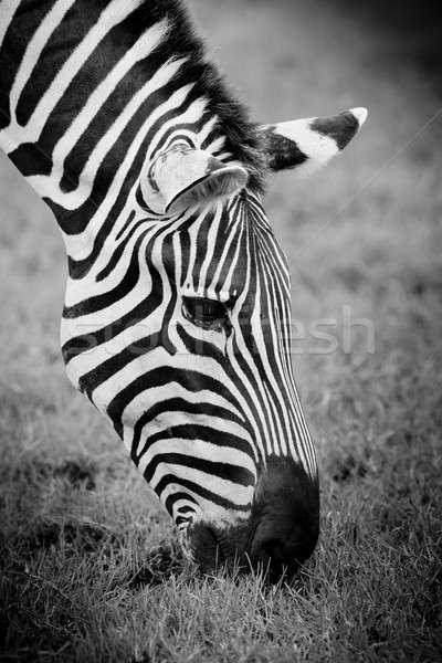 A Headshot of a Burchell's Zebra Stock photo © art9858