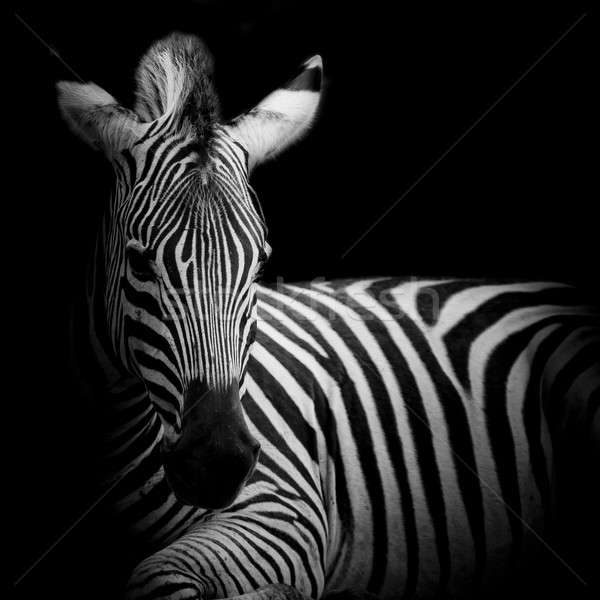 Zebra twarz konia czarny głowie parku Zdjęcia stock © art9858