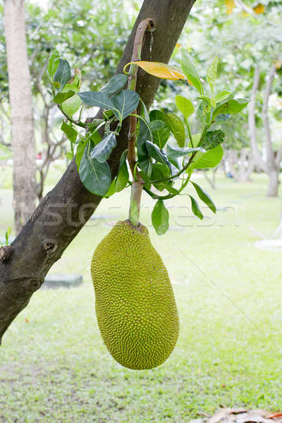 Jackfruit Stock photo © art9858
