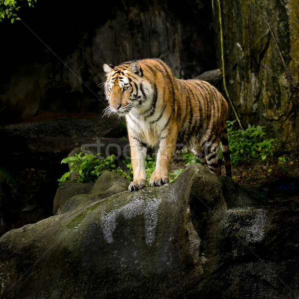 Tiger Stock photo © art9858