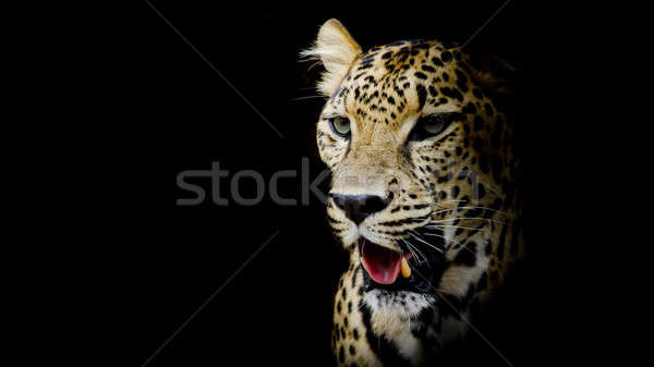 Leoparden Porträt Auge Gesicht Afrika schwarz Stock foto © art9858