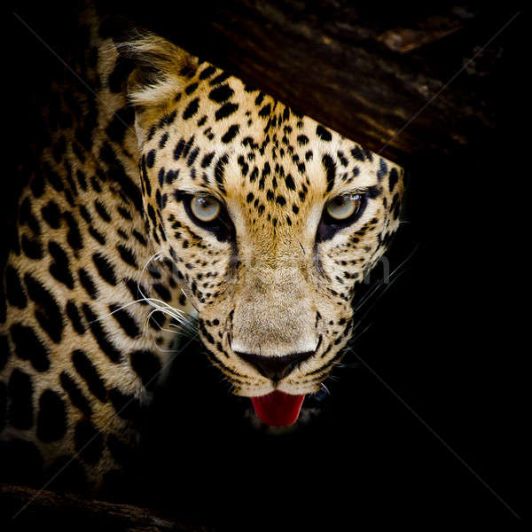 Foto stock: Leopardo · retrato · gato · arte · África