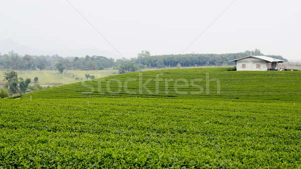 Stock photo: green tea plantation landscape