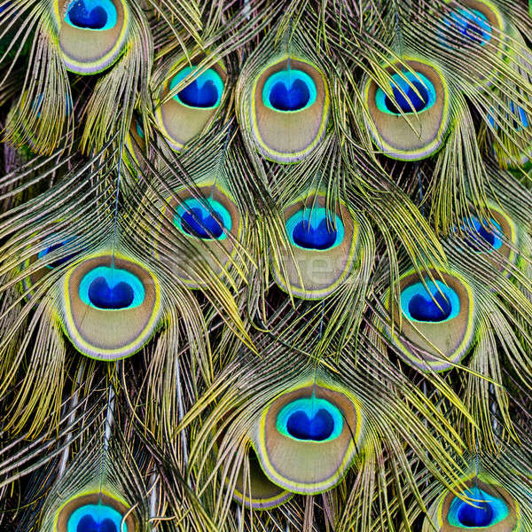 Peacock green and blue plumage in close up. Stock photo © art9858