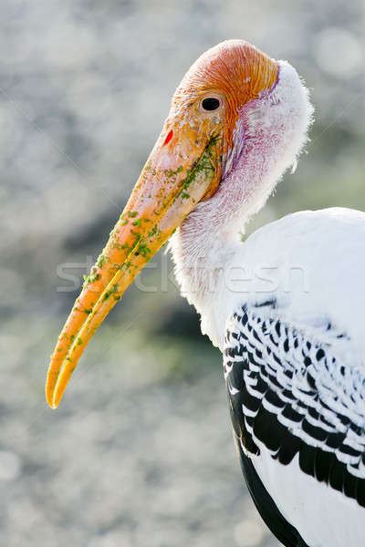 Erwachsenen milchig Storch Vogel Park Natur Stock foto © art9858