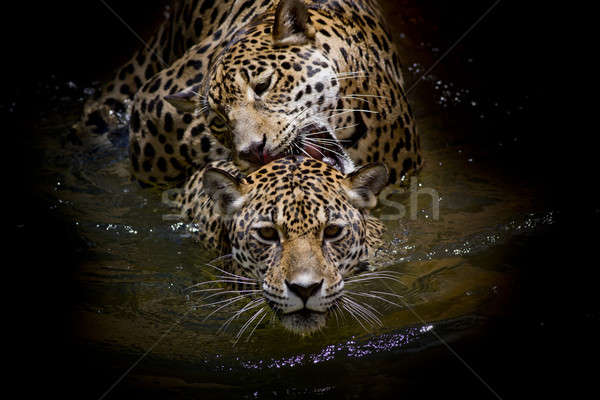 Közelkép jaguár portré természet művészet Afrika Stock fotó © art9858