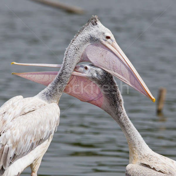 closeup Spotted-billed Pelecan Bird Stock photo © art9858