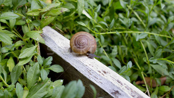 a slug in the garden. schneckenplage in the garden Stock photo © art9858