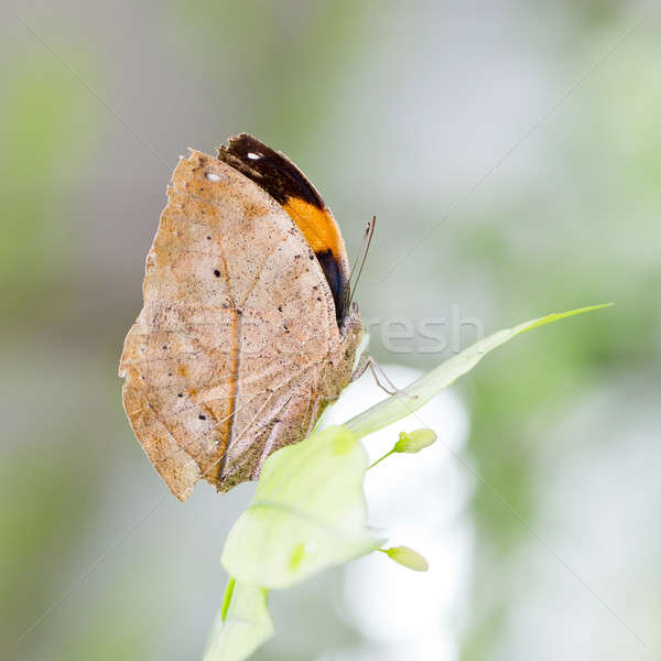 Indian Blatt Schmetterling genau wie getrocknet Stock foto © art9858