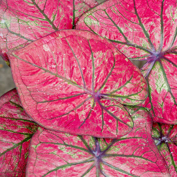 leaf background Stock photo © art9858