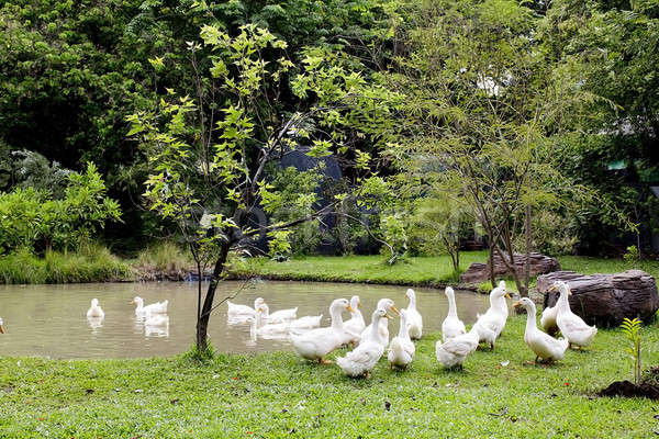 A flock of ducks and geese in a park Stock photo © art9858