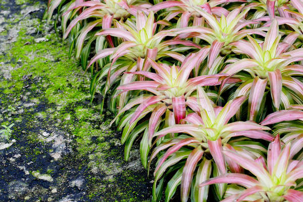 Pink Bromeliads Stock photo © art9858