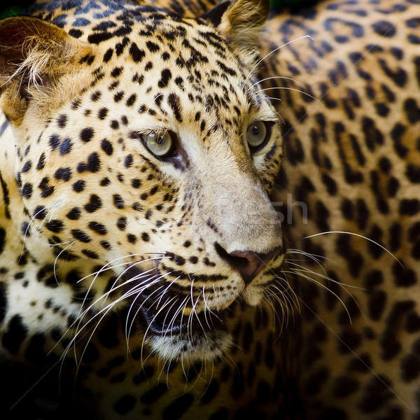 Leopardo retrato cara gato parque animal Foto stock © art9858